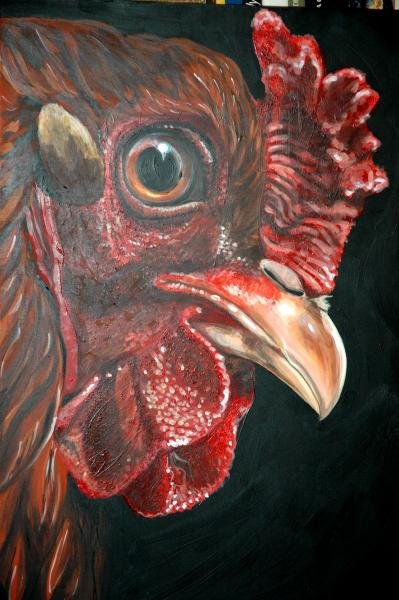 Tête de poule rousse