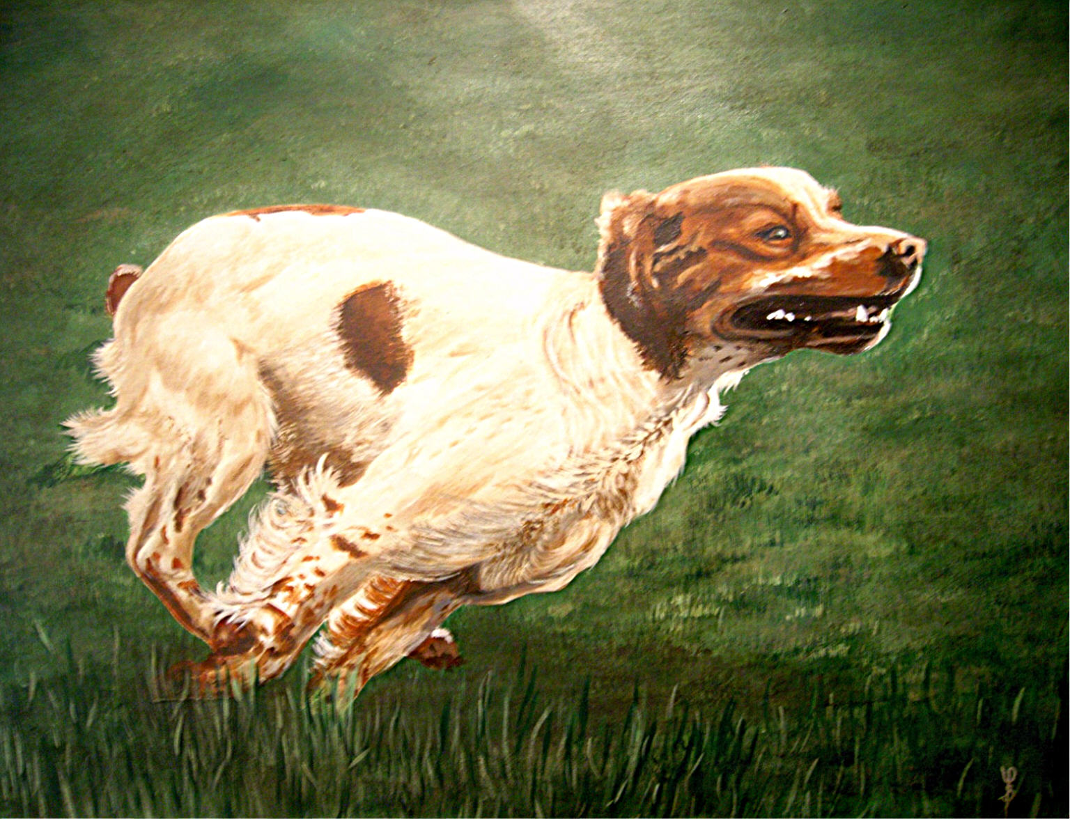 Epagneul breton