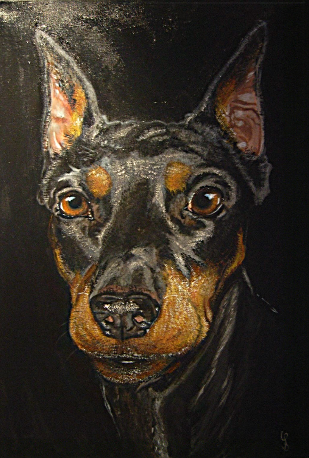 Irlande Pinscher Moyen