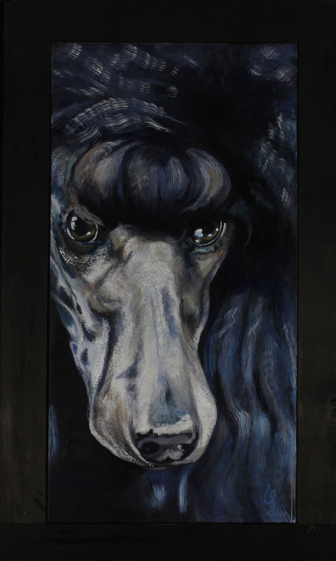 Caniche Bleu