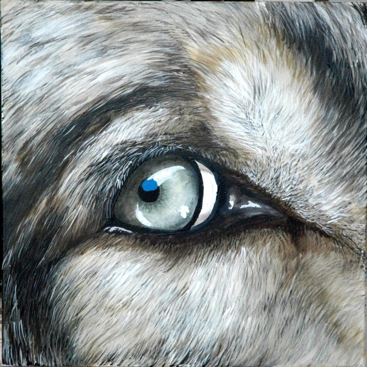 Oeil de loup