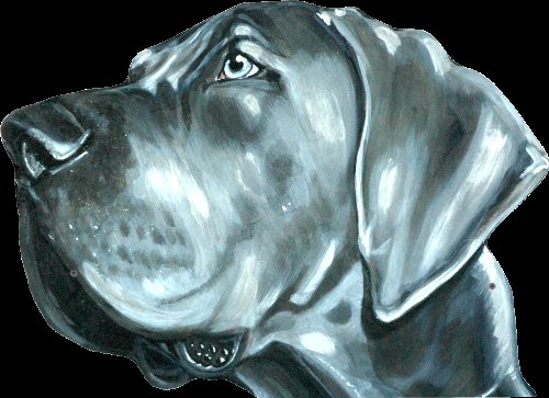 Dogue Allemand